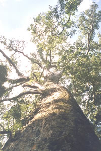 The Big Tree