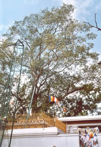 Sri Maha Bodi